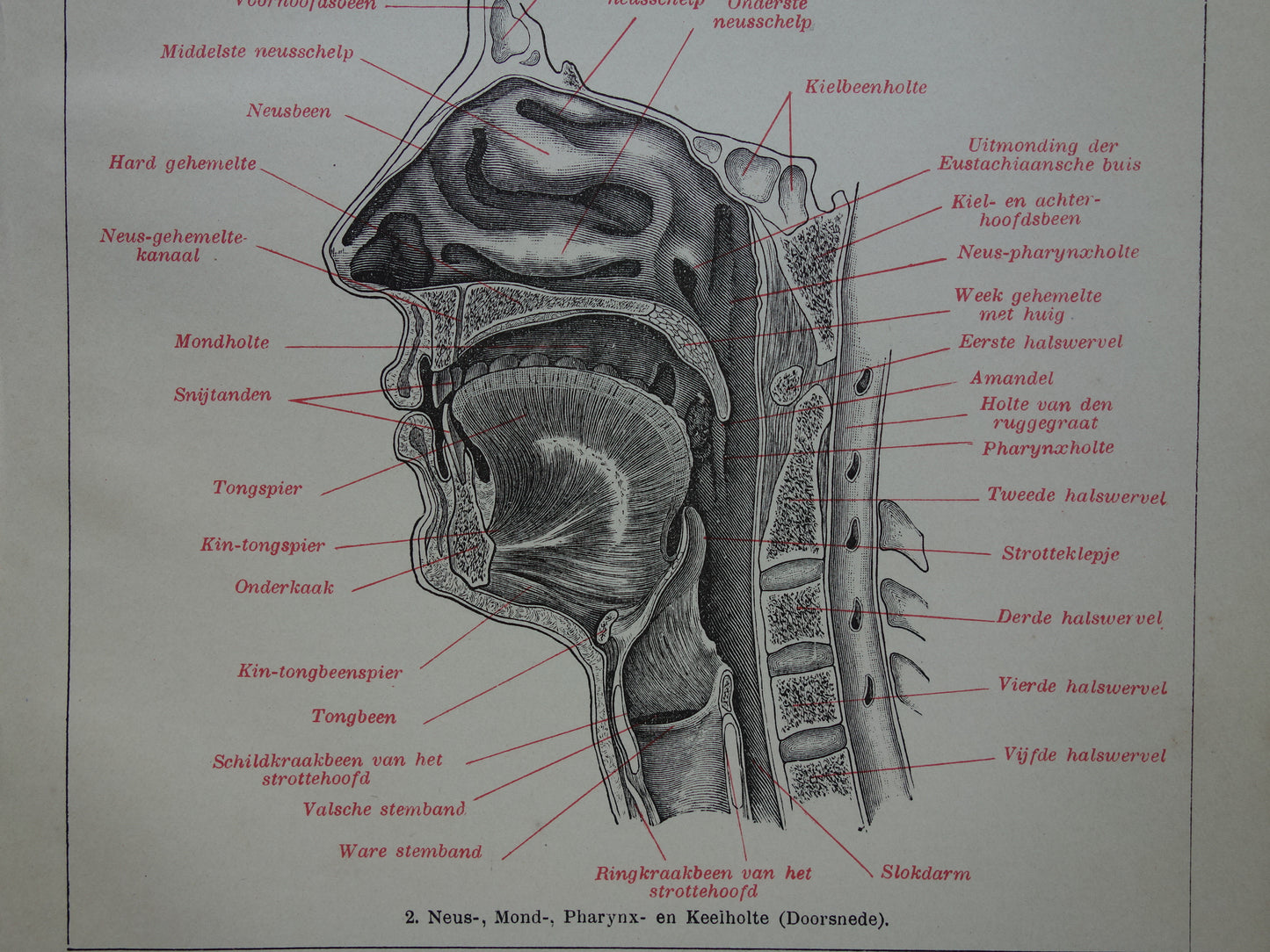 Oude anatomie prent van mond en neus uit het jaar 1910 originele antieke anatomische illustratie mondholte neusholte