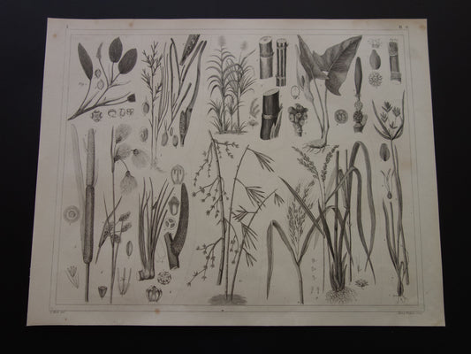 Oude Botanische Prent van Suikerriet Rijst Bamboe Grote Lisdodde Kalmoes Groot zeegras Antieke planten illustratie uit 1849