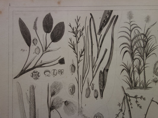 Oude Botanische Prent van Suikerriet Rijst Bamboe Grote Lisdodde Kalmoes Groot zeegras Antieke planten illustratie uit 1849