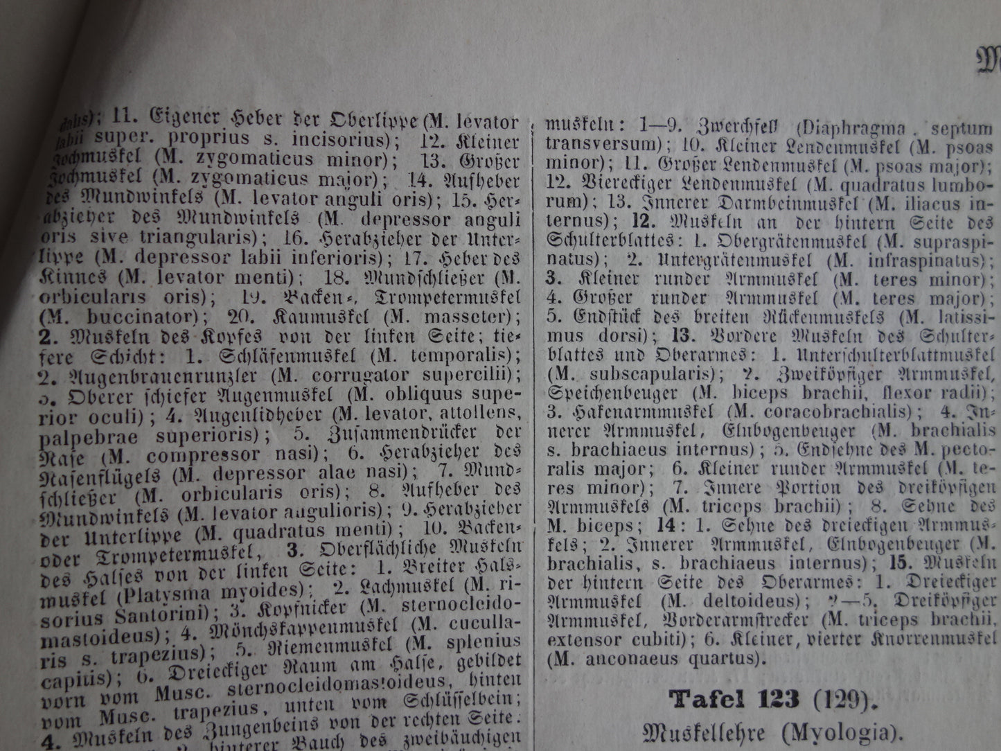 Spieren van hoofd en nek oude anatomie prent Originele antieke anatomische illustratie schouderspieren hals