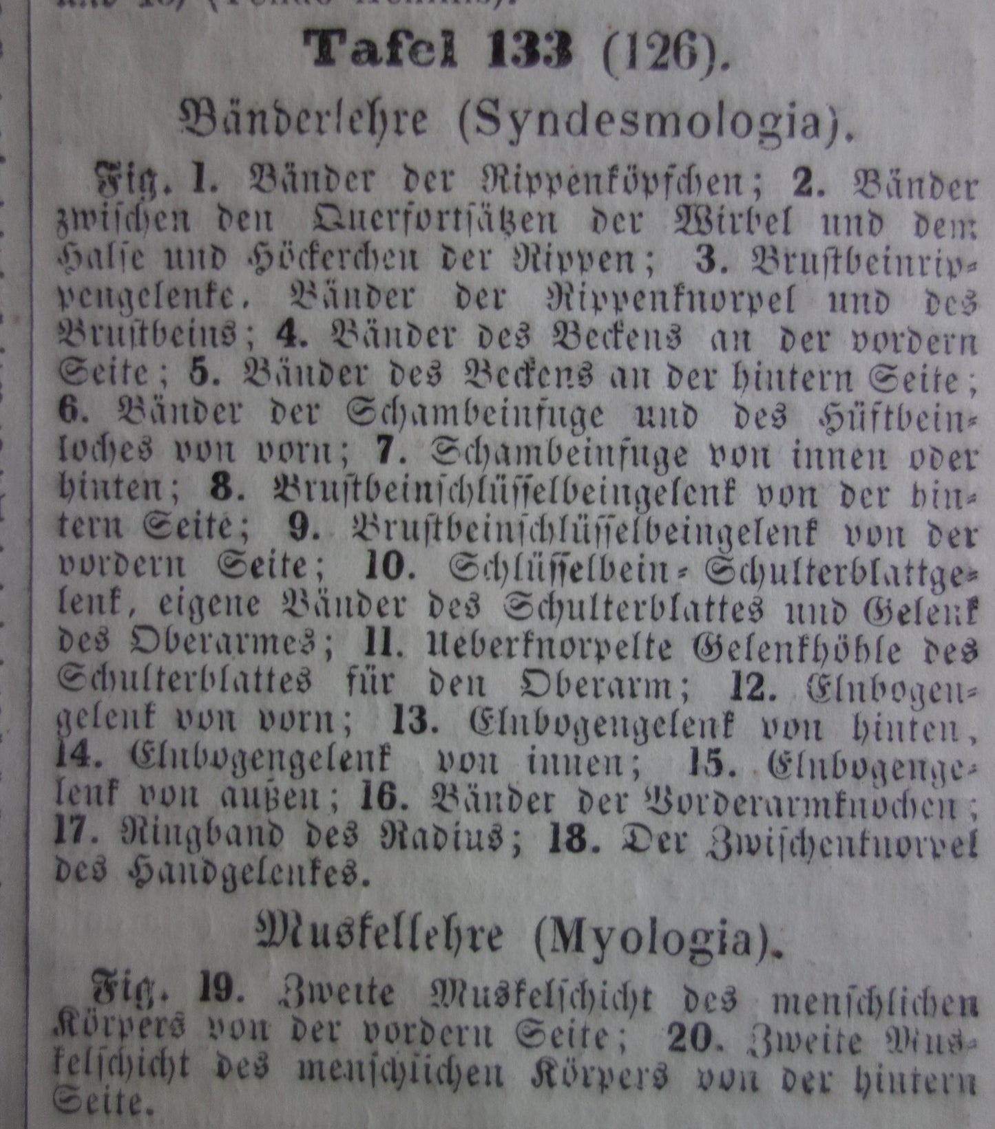 BANDEN en SPIEREN Oude Anatomie Prent Originele antieke anatomische illustratie vintage print van ligamenten gewrichtsbanden