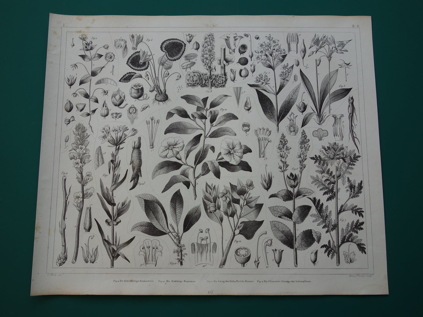 170+ jaar oude botanische prent van Alpenviooltje Originele antieke plant illustratie Ginseng Loodkruid