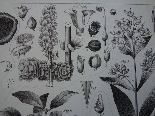 170+ jaar oude botanische prent van Alpenviooltje Originele antieke plant illustratie Ginseng Loodkruid