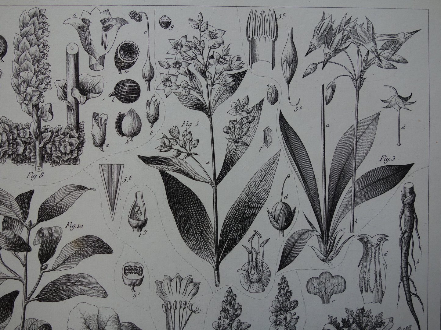 170+ jaar oude botanische prent van Alpenviooltje Originele antieke plant illustratie Ginseng Loodkruid