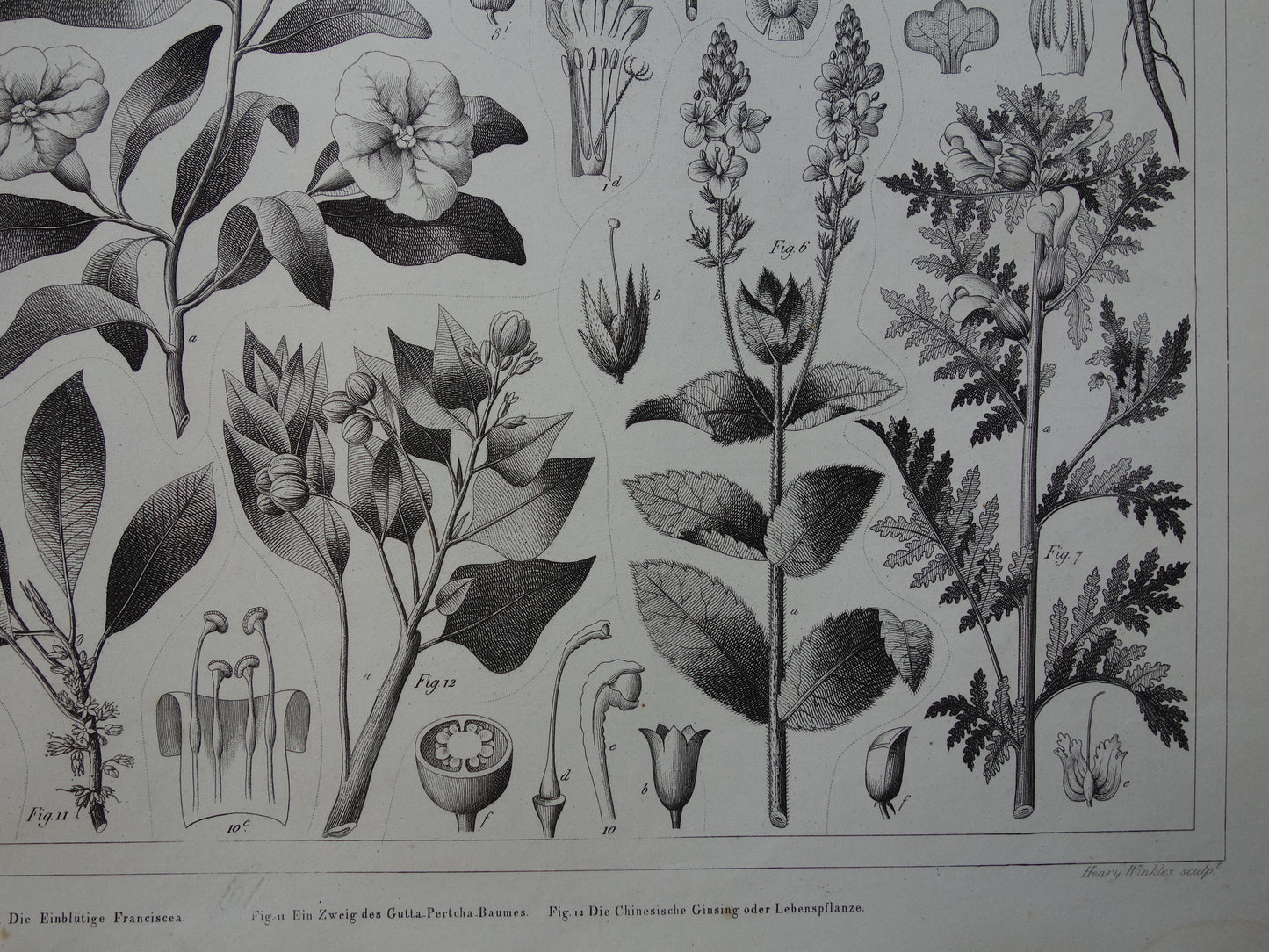 170+ jaar oude botanische prent van Alpenviooltje Originele antieke plant illustratie Ginseng Loodkruid