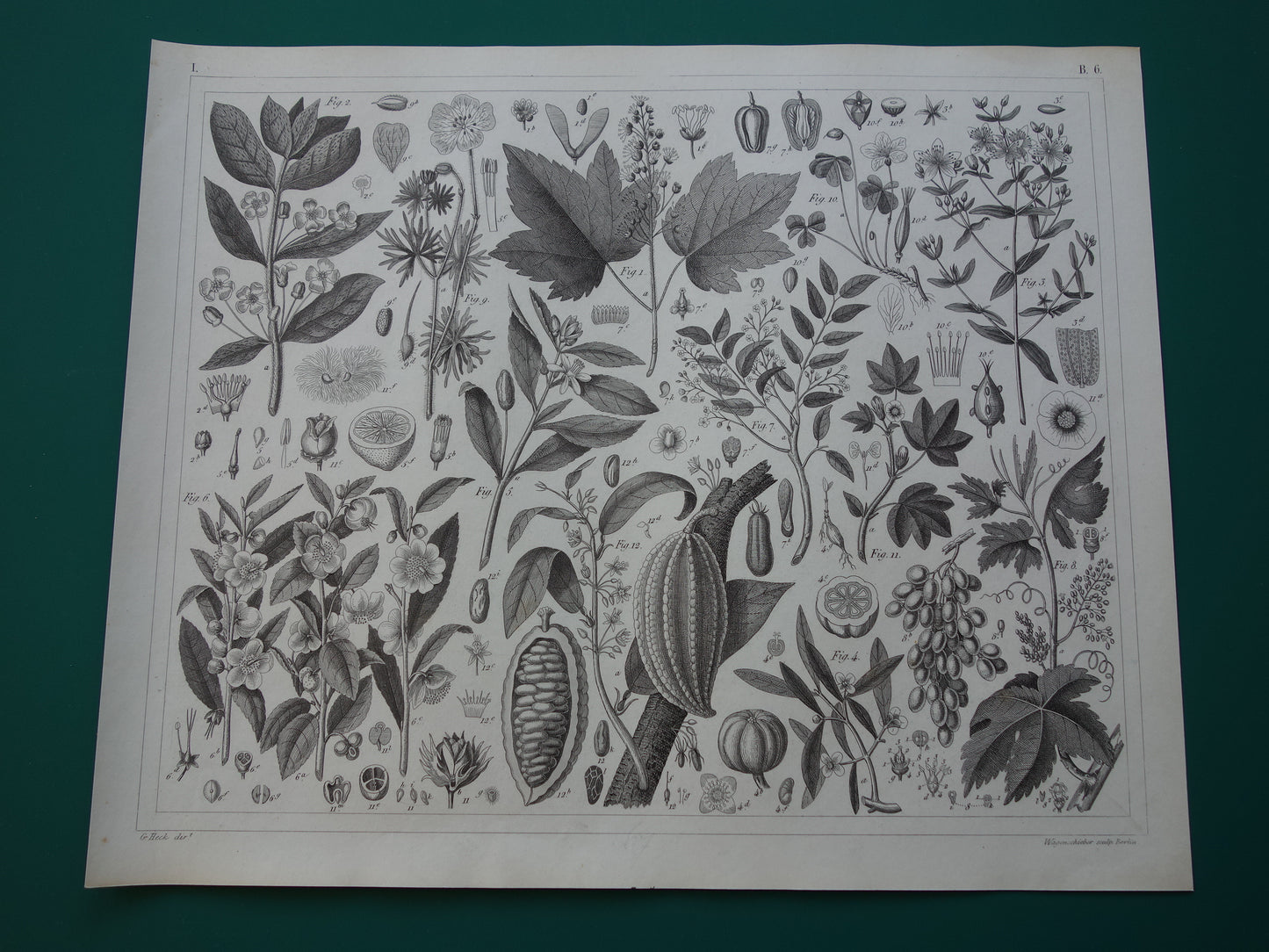 Antieke Botanische Prent van Thee Druif Citroen Originele oude illustratie Theeplant Wijnstok Druiven Cacao Cacaoboom vintage print van