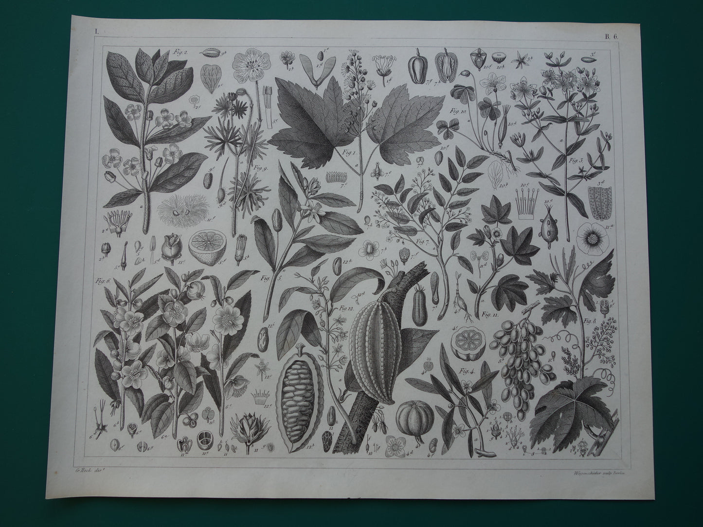 Antieke Botanische Prent van Thee Druif Citroen Originele oude illustratie Theeplant Wijnstok Druiven Cacao Cacaoboom vintage print van