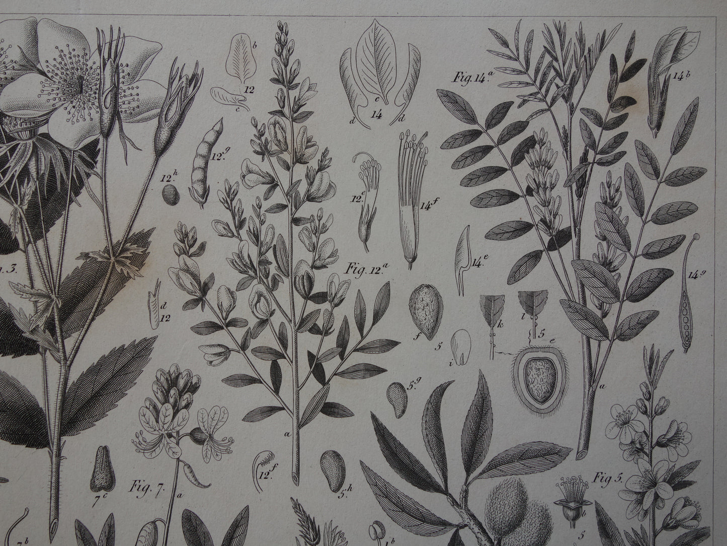 170+ jaar oude botanische prent Muskusroos Mispel Zoethout Amandel Originele antieke botanische illustratie Zilverschoon Goudenregen