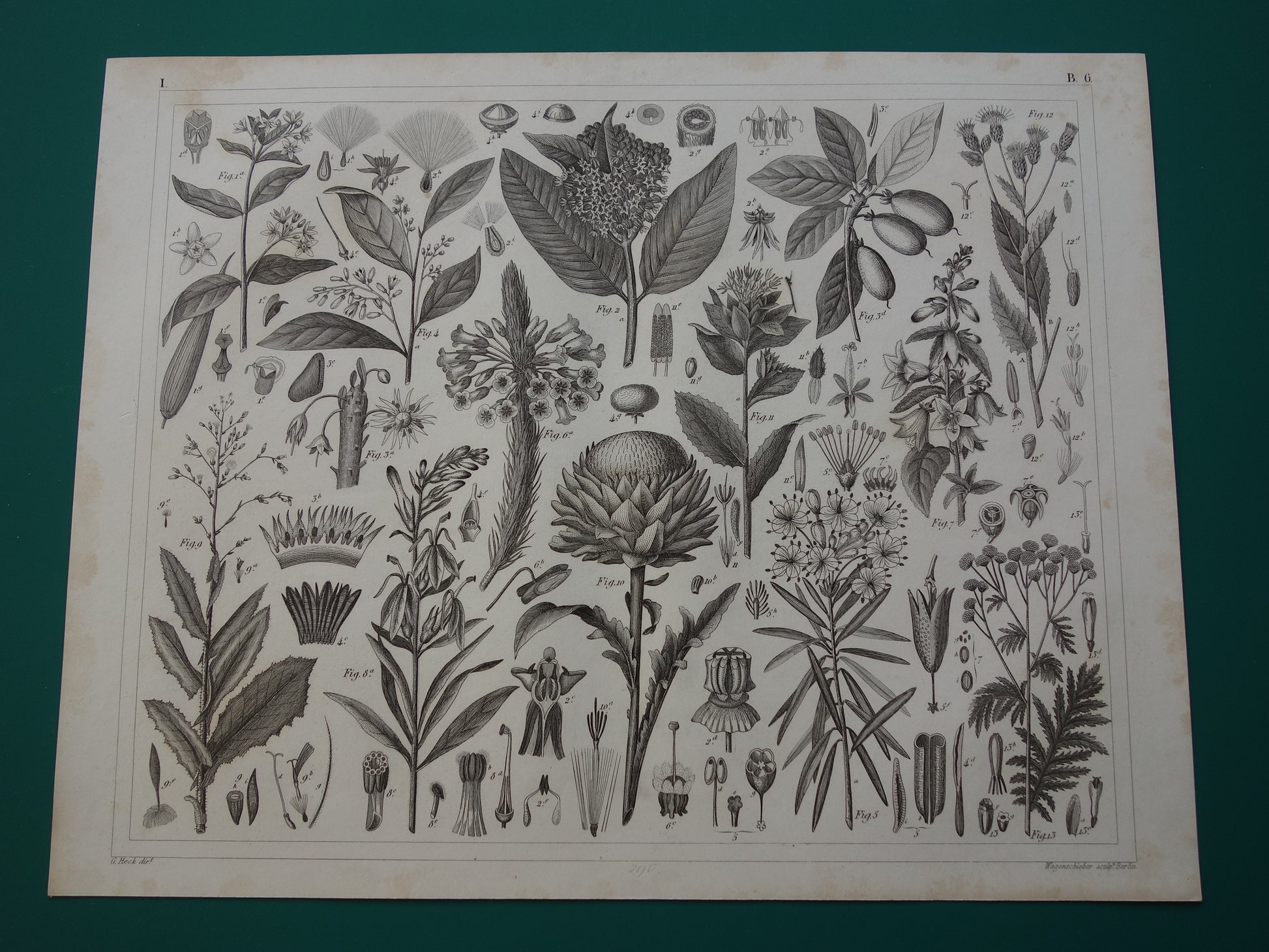 170+ jaar oude botanische print van Artisjok Originele antieke plant illustratie Zijdeplant Boerenwormkruid vintage prenten