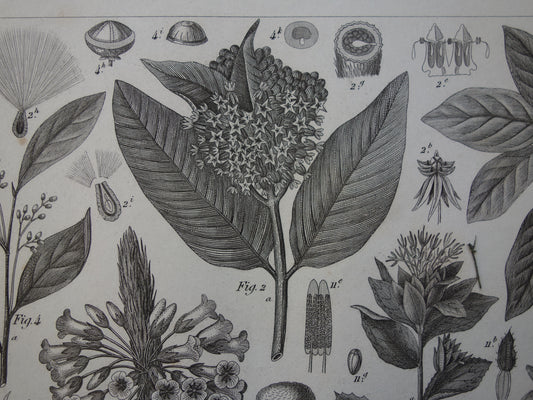 170+ jaar oude botanische print van Artisjok Originele antieke plant illustratie Zijdeplant Boerenwormkruid
