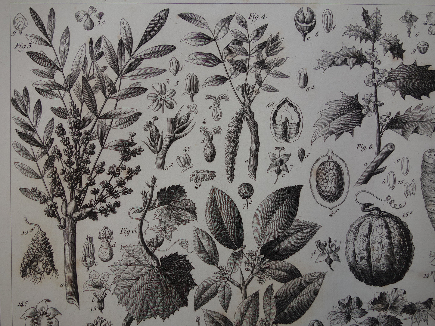 170+ jaar oude botanische prent van Watermeloen Originele antieke plant illustratie Papaja Hulst Rubberboom