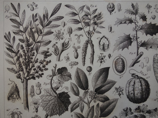 170+ year old botanical print of Watermelon Original antique plant illustration Papaya Holly Rubber tree