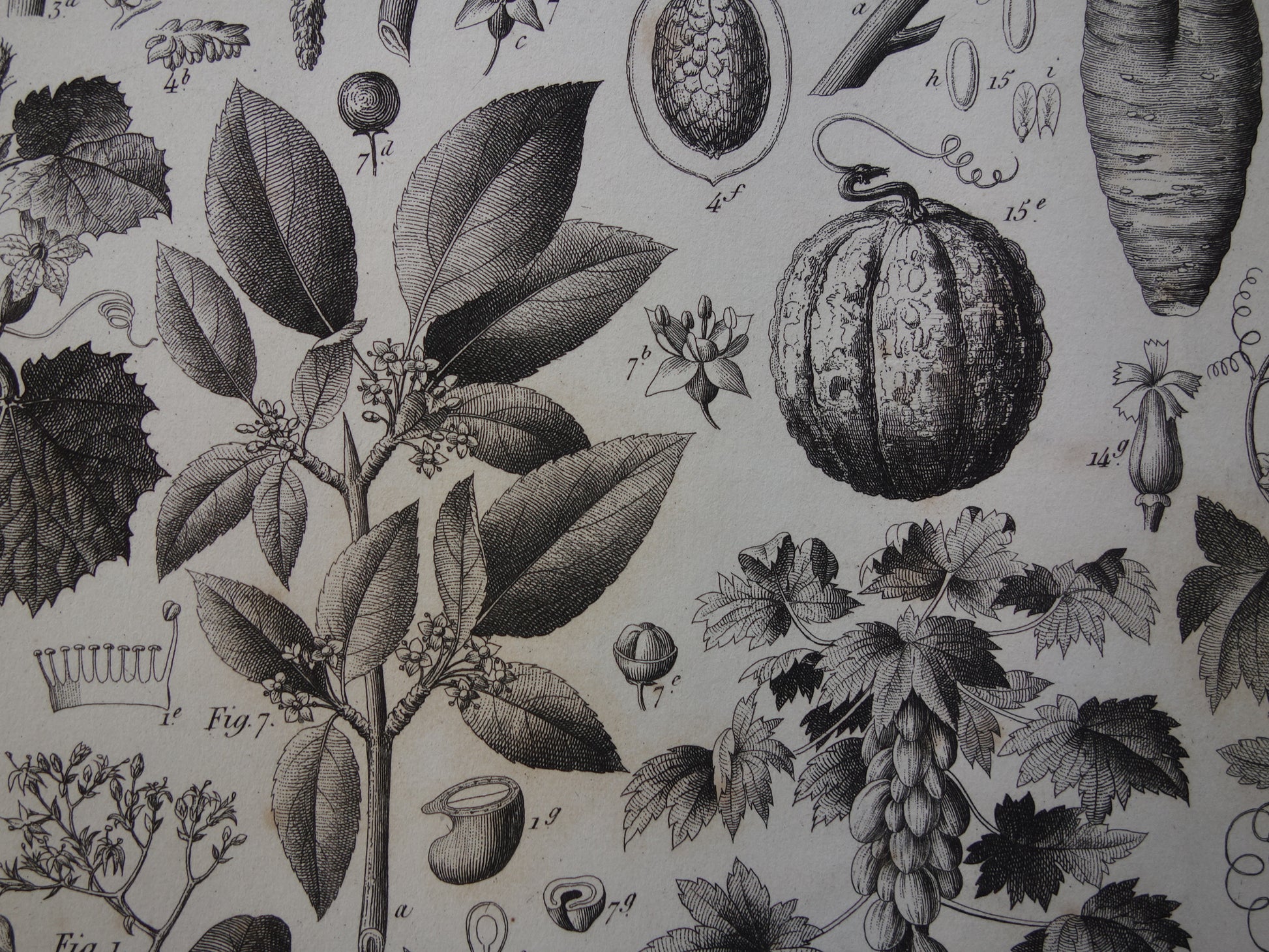 170+ jaar oude botanische prent van Watermeloen Originele antieke plant illustratie Papaja Hulst Rubberboom