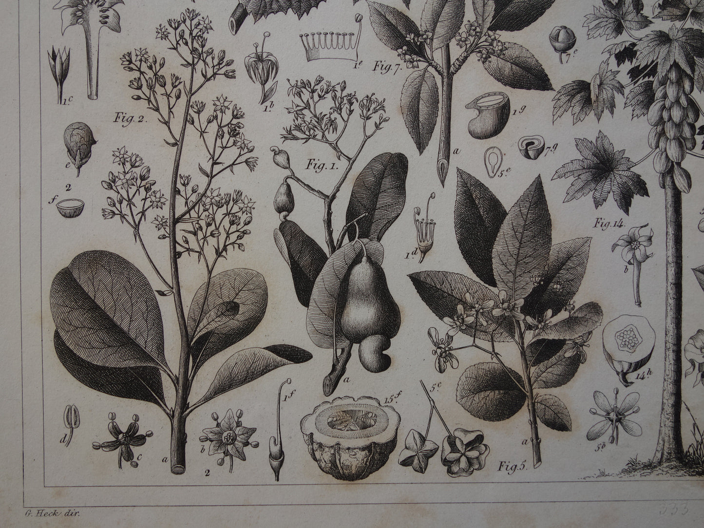 170+ jaar oude botanische prent van Watermeloen Originele antieke plant illustratie Papaja Hulst Rubberboom