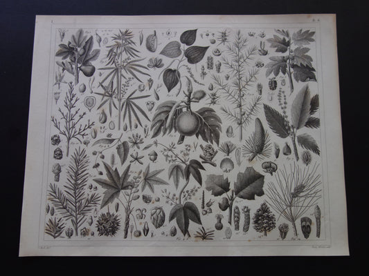 Antieke botanische prent Originele 170+ jaar oude bloemen fruit planten illustratie Vintage prints