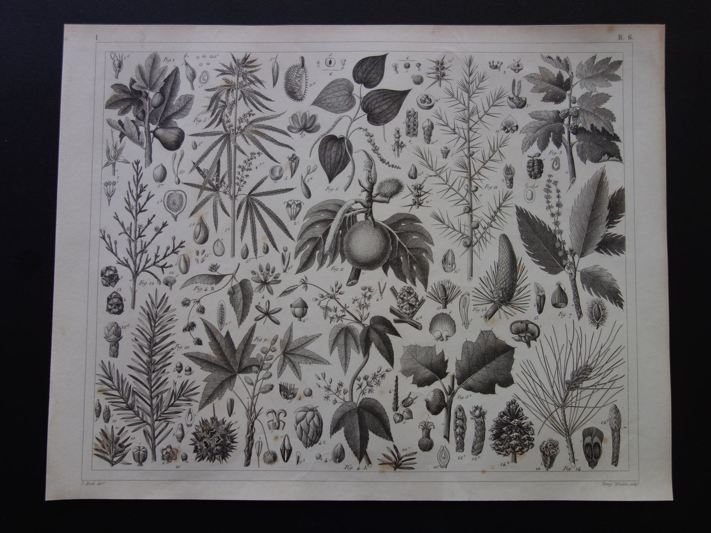 Antieke botanische prent Originele 170+ jaar oude bloemen fruit planten illustratie Vintage prints