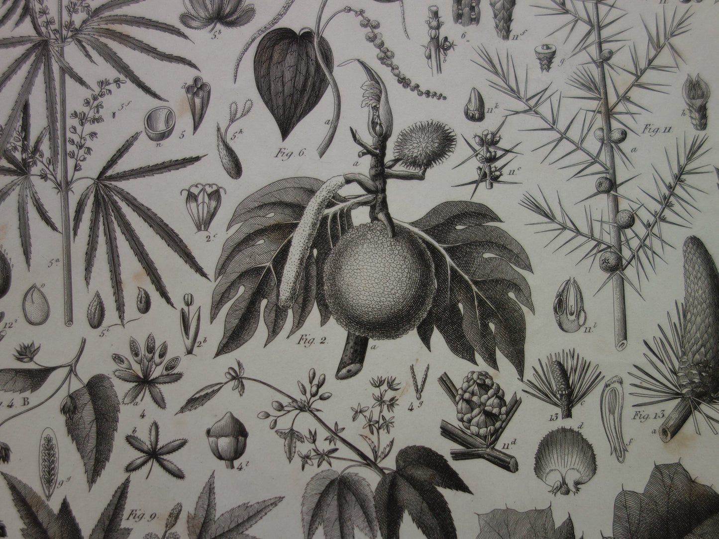 Antieke botanische prent Originele 170+ jaar oude bloemen fruit planten illustratie Vintage prints