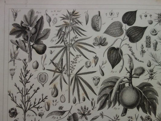 Antieke botanische prent Originele 170+ jaar oude bloemen fruit planten illustratie Vintage prints