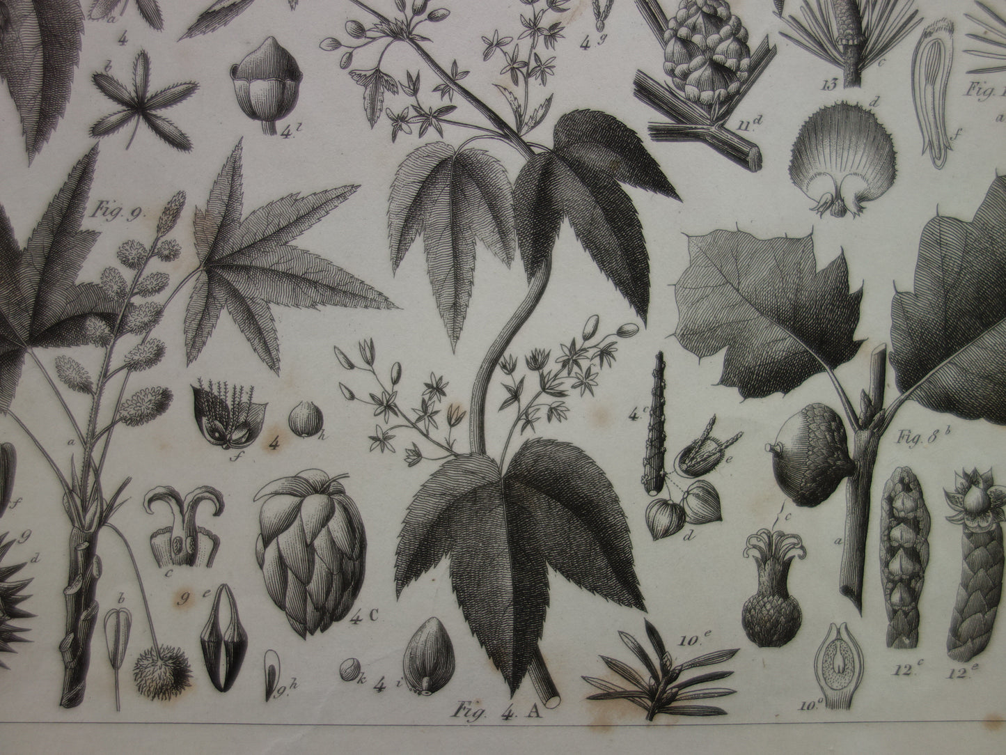 Antieke botanische prent Originele 170+ jaar oude bloemen fruit planten illustratie Vintage prints