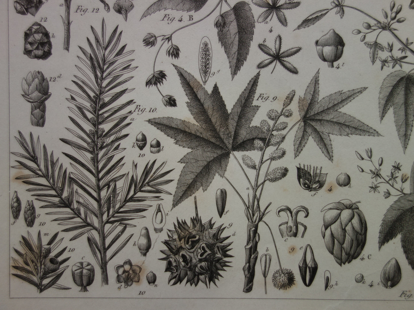 Antieke botanische prent Originele 170+ jaar oude bloemen fruit planten illustratie Vintage prints