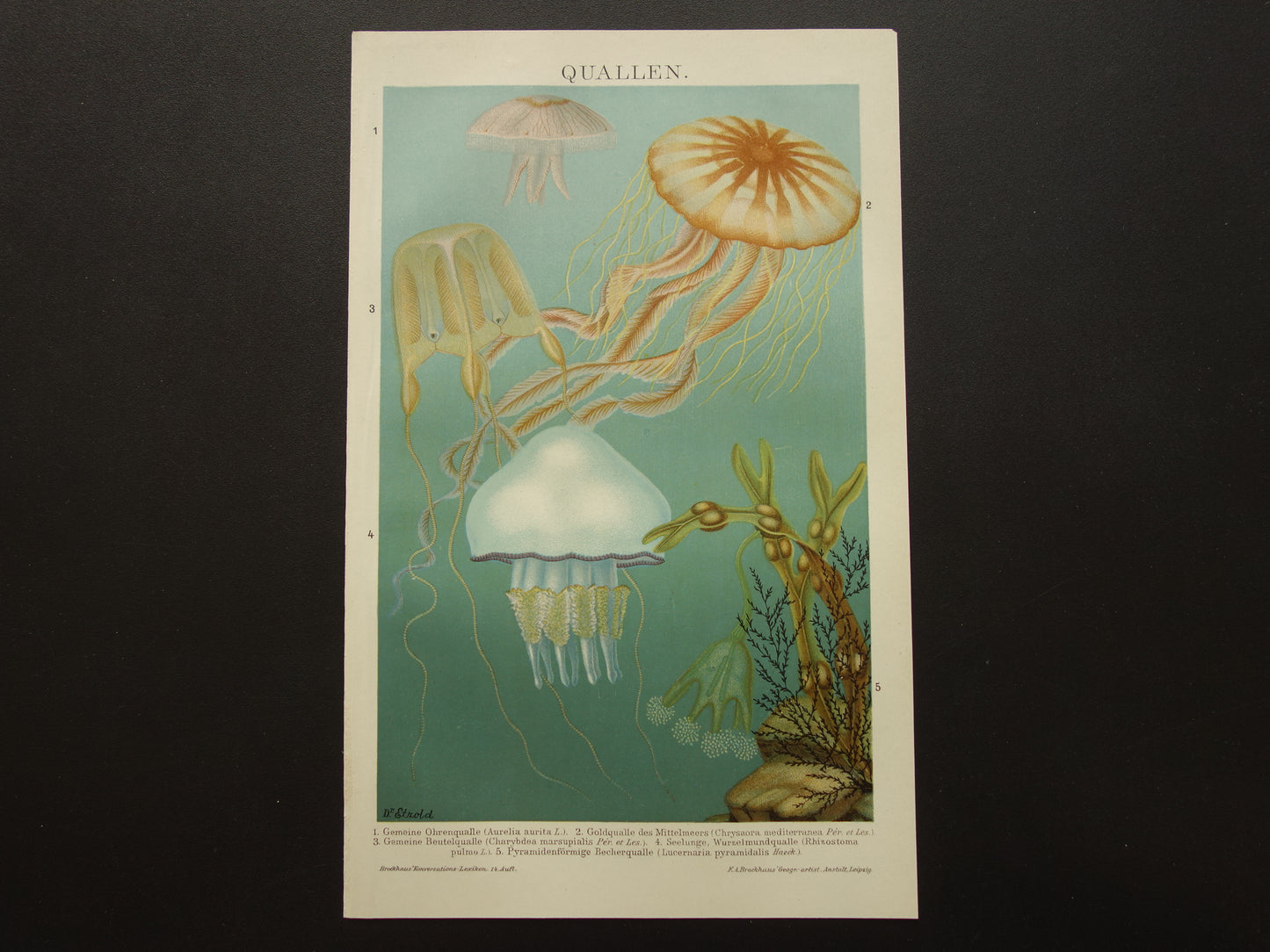 Kwallen antieke prent uit 1908 met illustratie van kwal oorkwal zeepaddestoel originele vintage print kwalsoorten