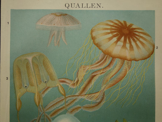 Kwallen antieke prent uit 1908 met illustratie van kwal oorkwal zeepaddestoel originele vintage print kwalsoorten