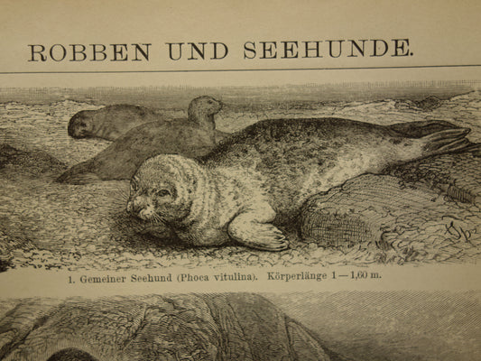 Zeehond Zeeleeuw Walrus antieke prent uit 1908 met illustratie van Zeehonden Robben originele vintage print