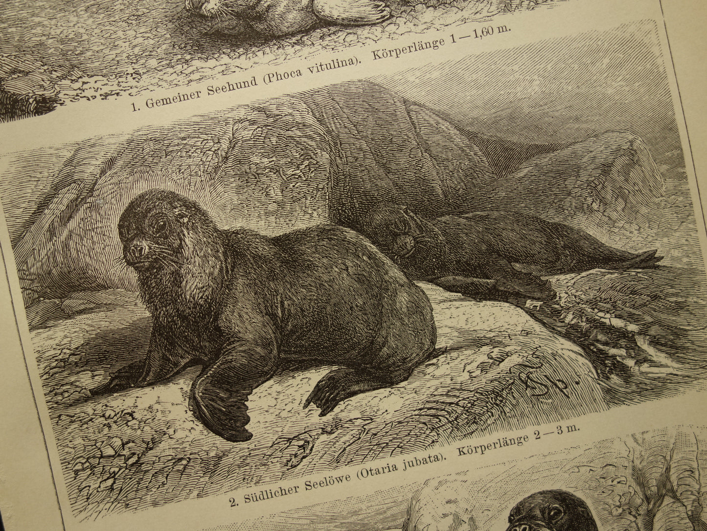 Zeehond Zeeleeuw Walrus antieke prent uit 1908 met illustratie van Zeehonden Robben originele vintage print