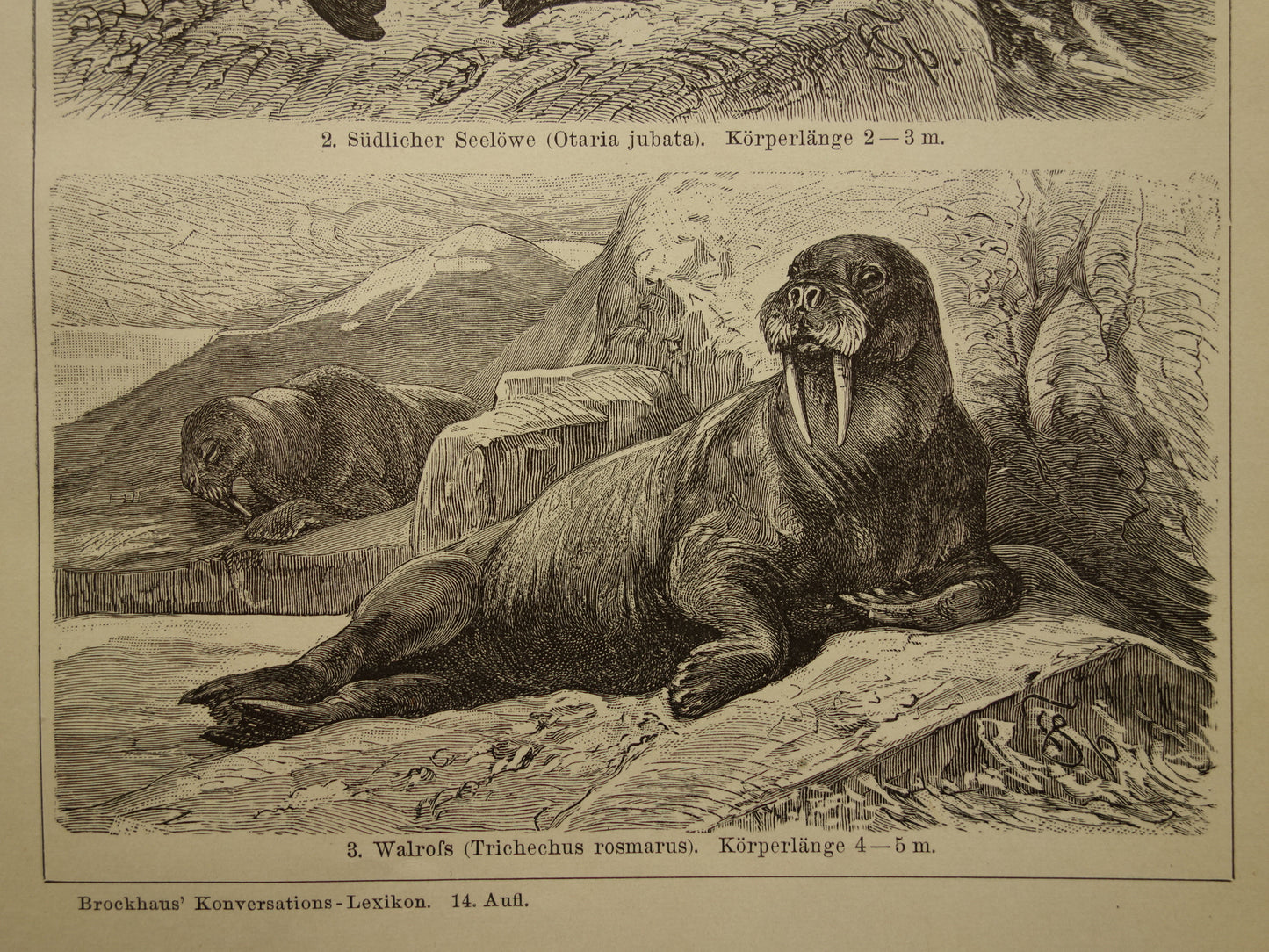 Zeehond Zeeleeuw Walrus antieke prent uit 1908 met illustratie van Zeehonden Robben originele vintage print