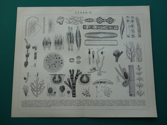 Originele antieke prent Algen Zeewier 1905 oude Nederlandse botanische prent Wieren Zeewieren vintage illustratie