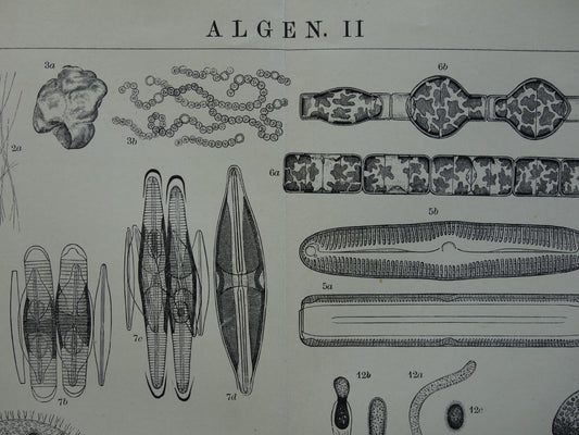 algen en wieren zeewier illustratie