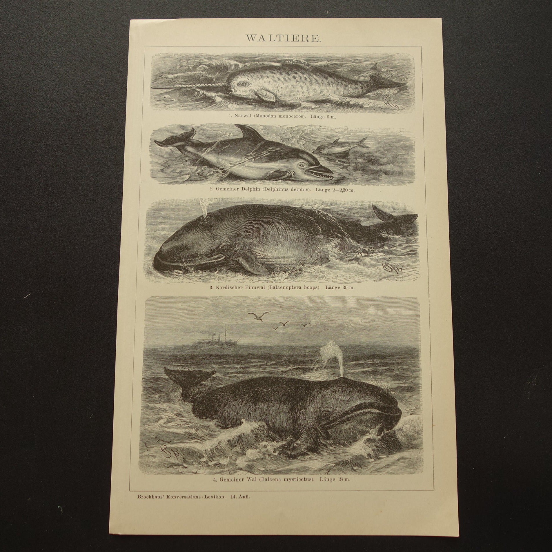 Walvis Narwal Dolfijn Vinvis antieke prent uit 1908 met illustratie van Walvissen originele vintage print