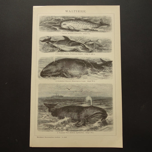 Walvis Narwal Dolfijn Noordse Vinvis antieke prent uit 1908 met illustratie van Groenlandse Walvissen originele vintage print