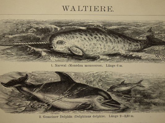 Walvis Narwal Dolfijn Noordse Vinvis antieke prent uit 1908 met illustratie van Groenlandse Walvissen originele vintage print