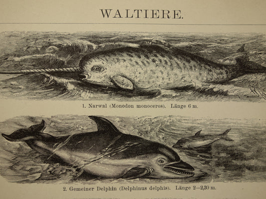 Whale Narwhal Dolphin Sei Whale Antique print from 1908 with illustration of Grönlandwale original vintage print