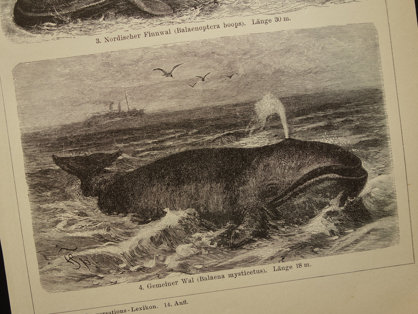 Walvis Narwal Dolfijn Noordse Vinvis antieke prent uit 1908 met illustratie van Groenlandse Walvissen originele vintage print