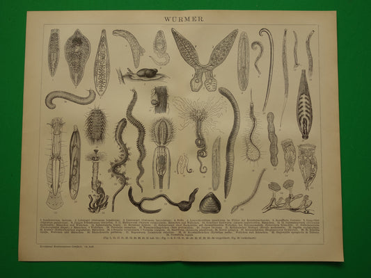Vintage print van Wormen Originele antieke prent Worm Wormachtige dieren Oude illustratie