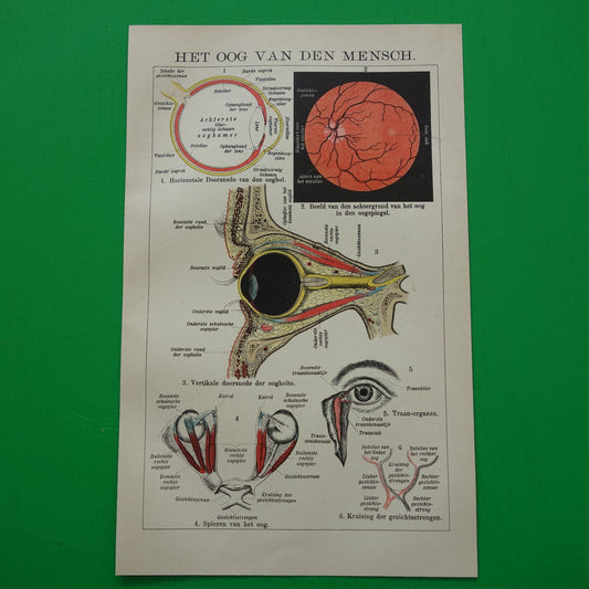 Oude anatomie prent van het menselijk oog 1910 originele anatomische illustratie ogen oogholte
