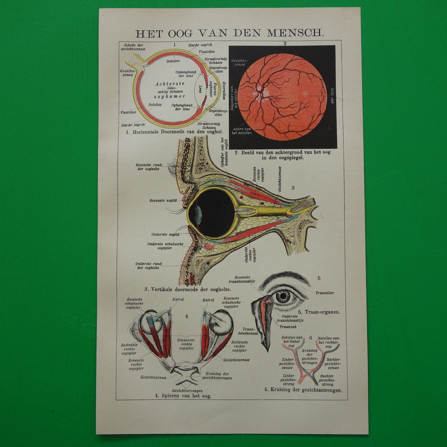 antieke anatomische prenten kopen