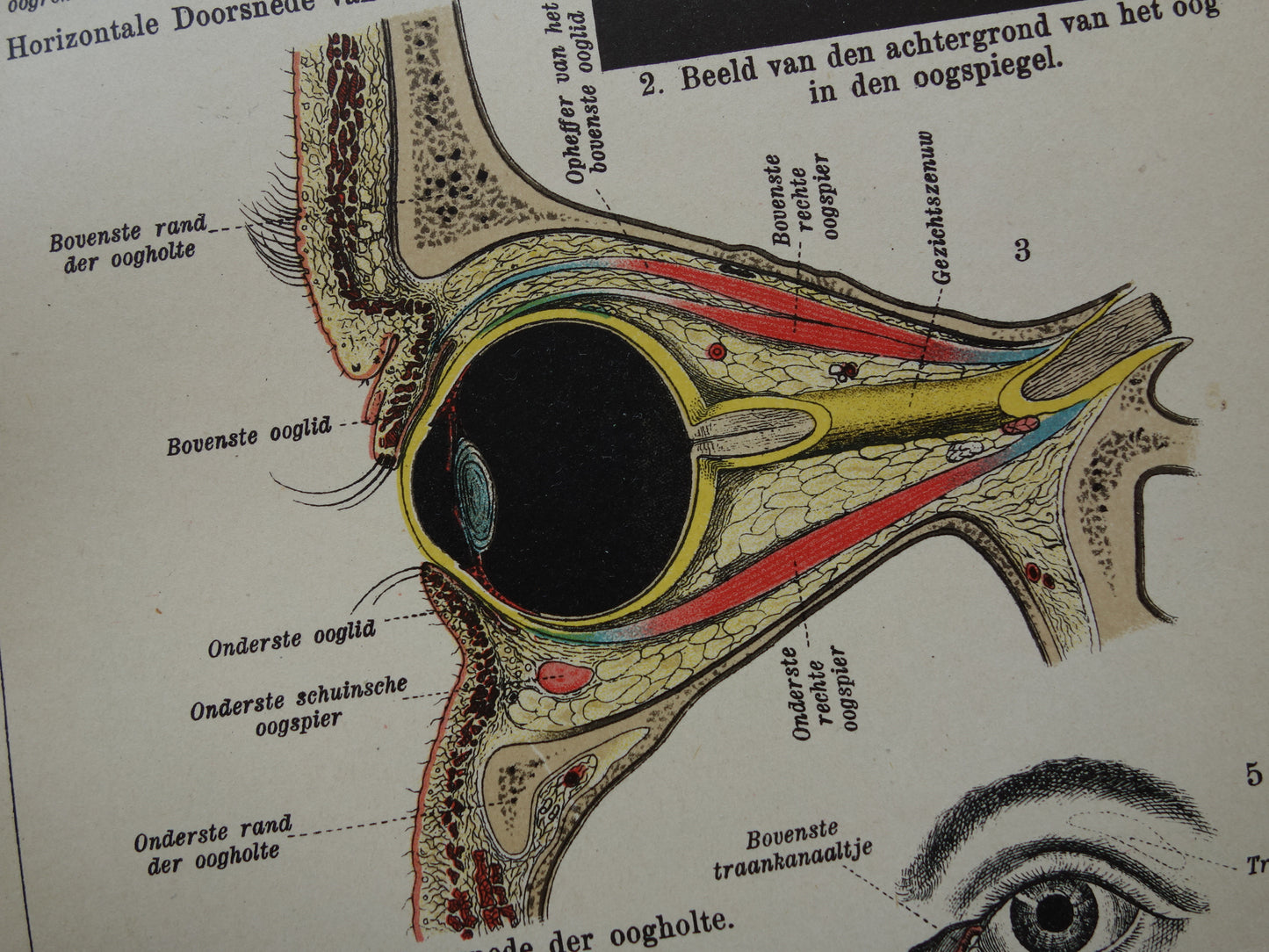 Oude anatomie prent van het menselijk oog uit het jaar 1910 originele antieke anatomische illustratie ogen oogholte