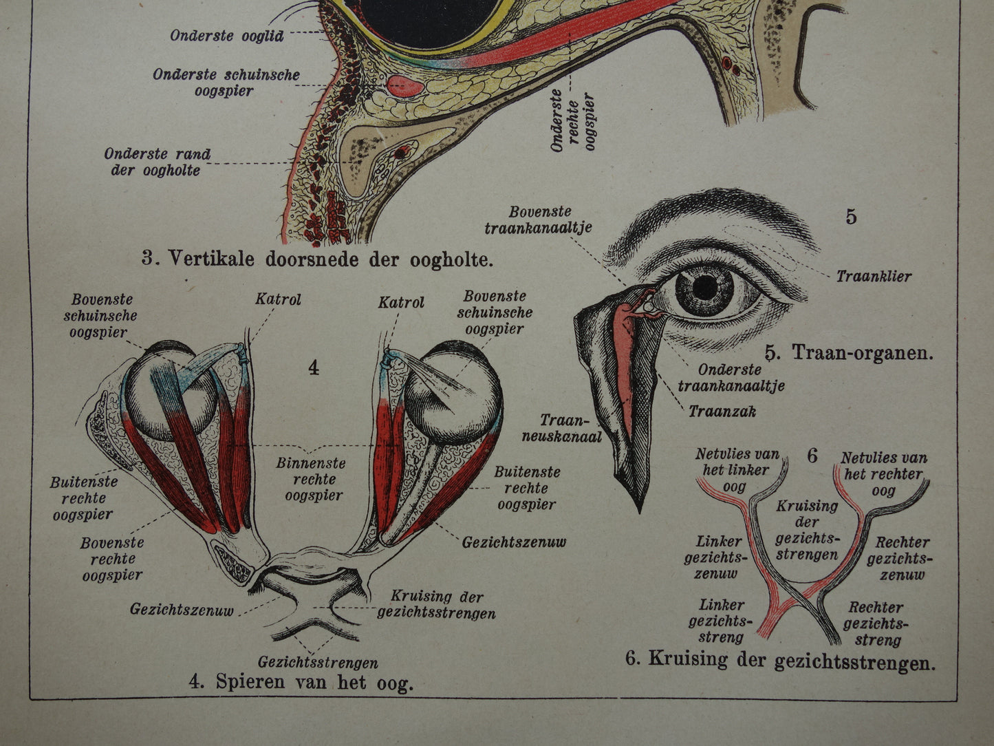 Oude anatomie prent van het menselijk oog uit het jaar 1910 originele antieke anatomische illustratie ogen oogholte