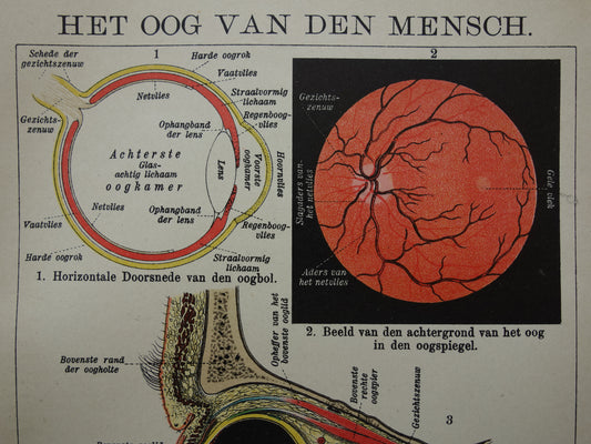 Oude anatomie prent van het menselijk oog uit het jaar 1910 originele antieke anatomische illustratie ogen oogholte