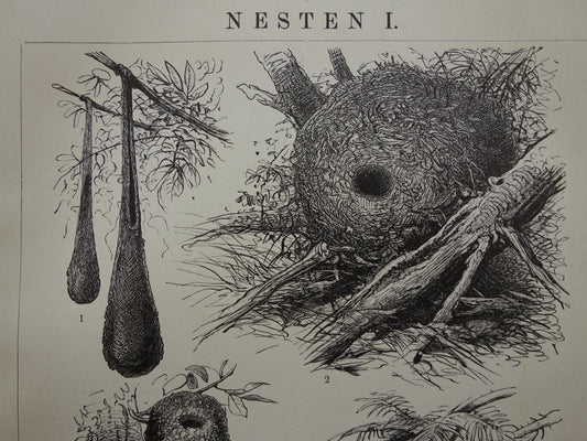 Vogelnesten oude prent uit 1910 originele antieke illustratie nesten nest van vogels set van twee vintage prints