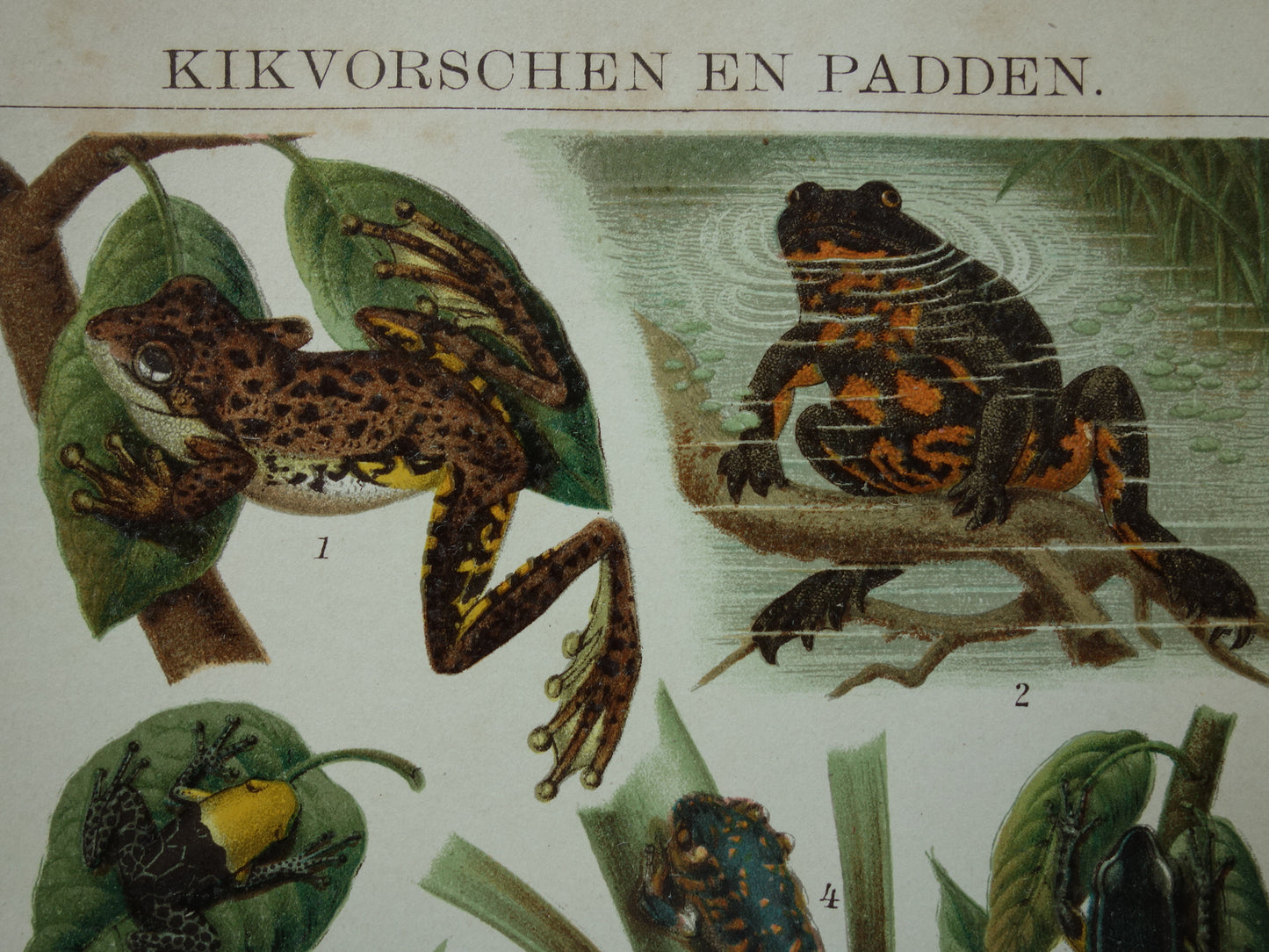 Kikkers oude prent uit het jaar 1909 originele antieke dieren illustratie kikker pad vintage prints