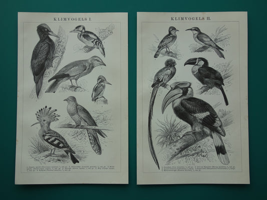 Oude vogel prent van Ijsvogel Specht Hop Koekoek 1910 originele antieke Nederlandse vintage print vogels