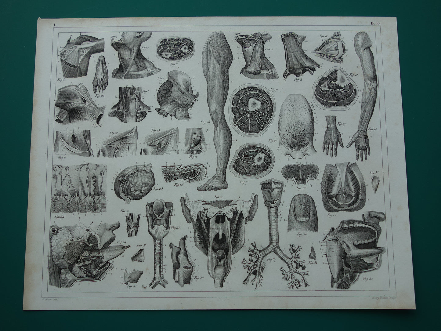 Oude anatomie prent uit 1849 met afbeeldingen van tong luchtpijp keel oude anatomische print splanchnologie aponeurologie