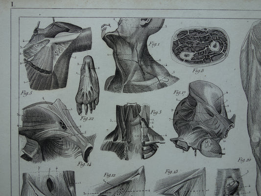 Oude anatomie prent uit 1849 met afbeeldingen van tong luchtpijp keel oude anatomische print splanchnologie aponeurologie