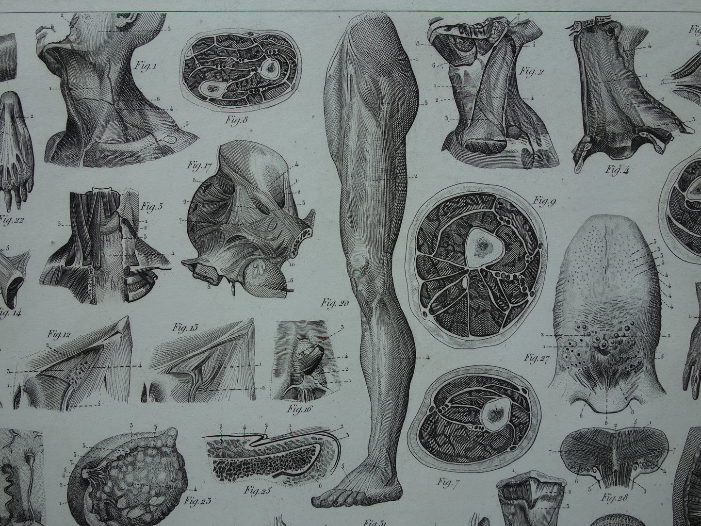 Oude anatomie prent uit 1849 met afbeeldingen van tong luchtpijp keel oude anatomische print splanchnologie aponeurologie