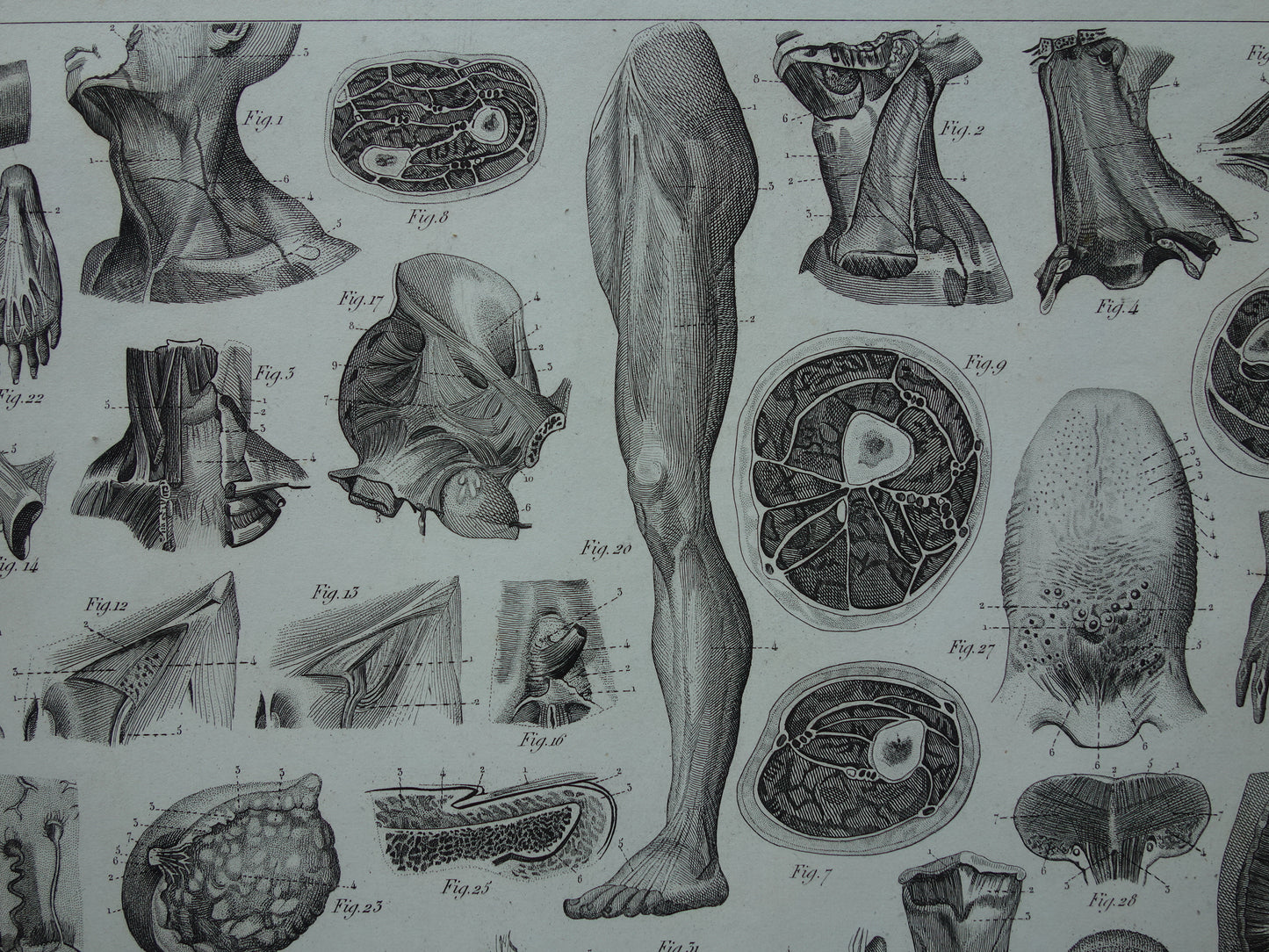 Antiker Anatomiedruck von 1849 mit Bildern von Arm-, Hand-, Bein- und Fußmuskeln alter Druckmyologie