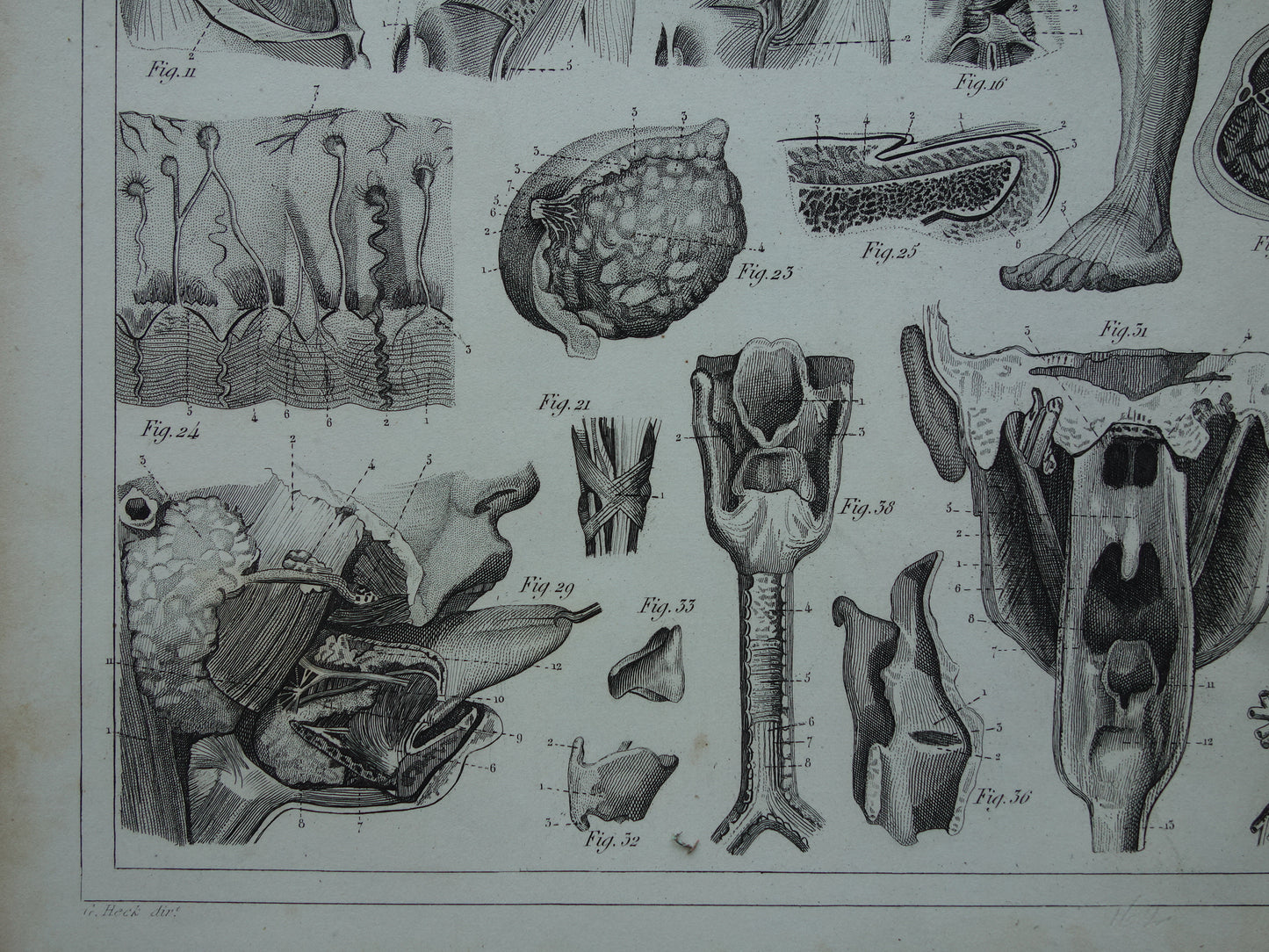 Antiker Anatomiedruck von 1849 mit Bildern von Arm-, Hand-, Bein- und Fußmuskeln alter Druckmyologie